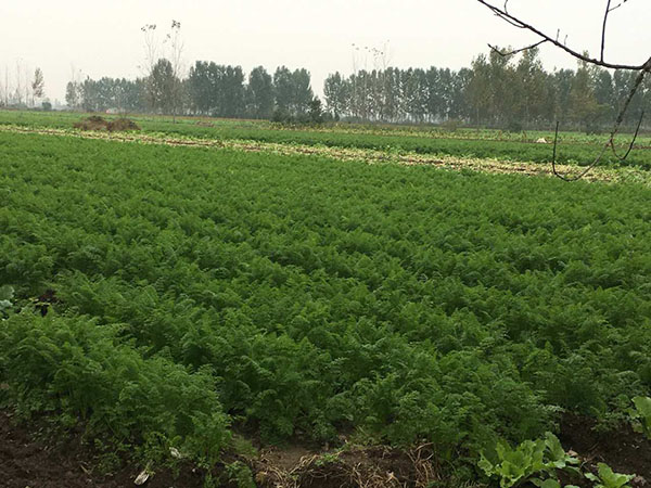 中膳蔬菜供應基地
